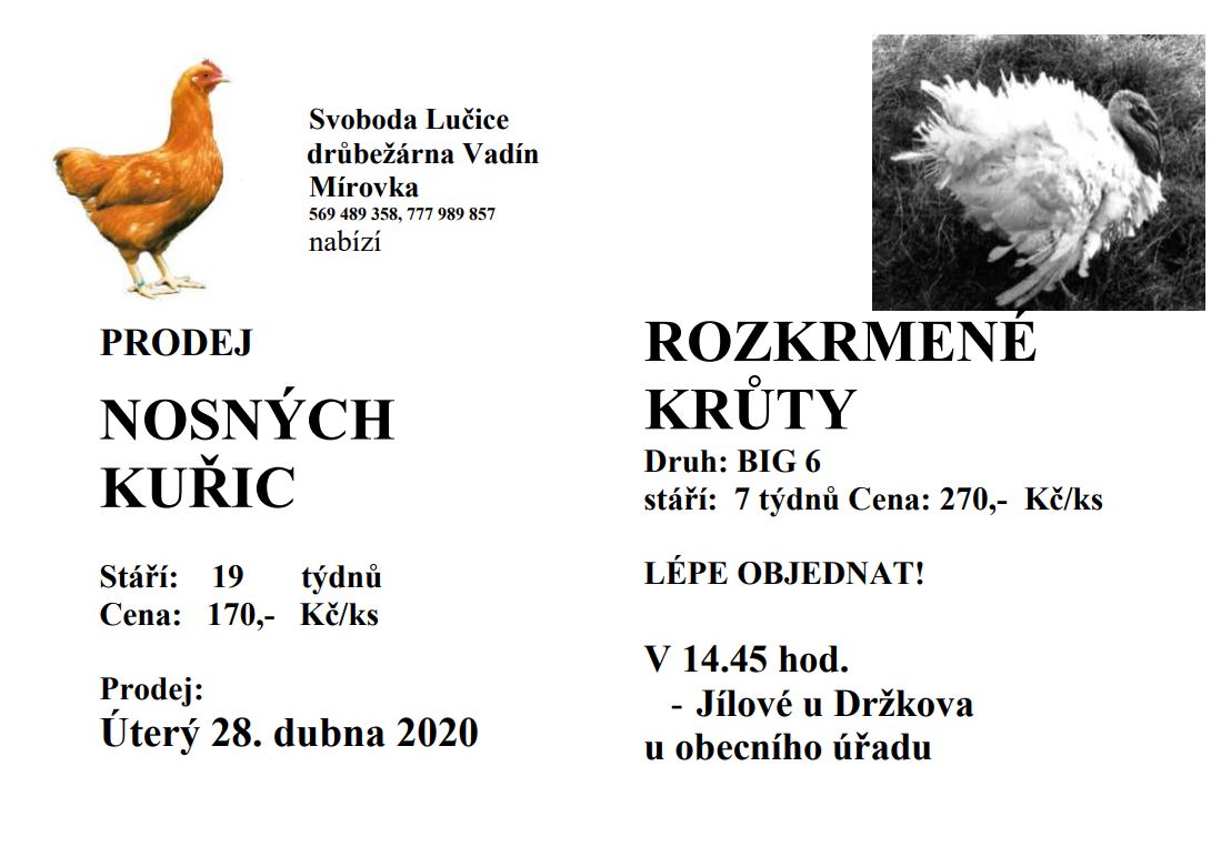 Prodej kuřic.JPG
